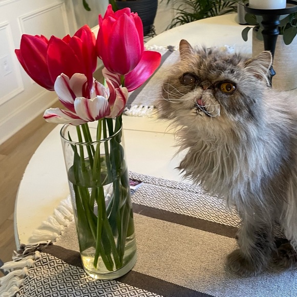 Meet your Posher, Lauryn - Picture 2 of 3